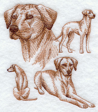 Rhodesian Ridgeback Sketch