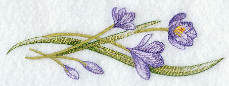 Colorful Crocuses Border