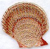 Asperrima Seashell