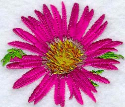 Tahoka Daisy