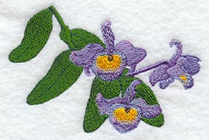 Dendrobium Findlayanum Orchid