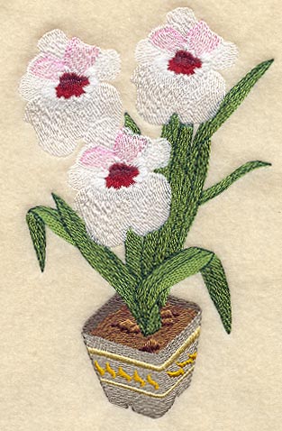 Miltonia Orchid