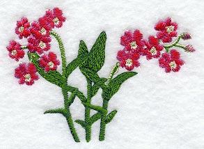 Chiengmai Pink Dendrobium Orchid