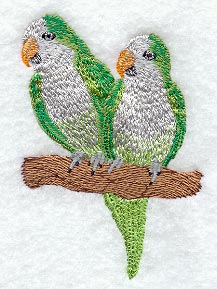 Monk Parakeet Pair