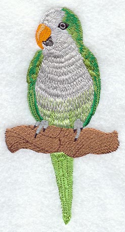 Monk Parakeet