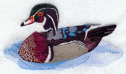 Wood Duck in Water