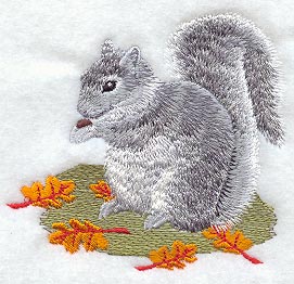 Gray Squirrel