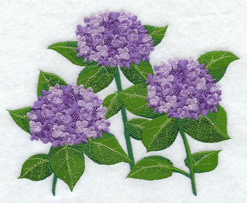 Hydrangea Bunch