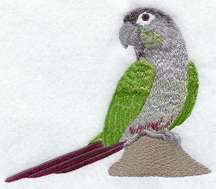 Green Cheek Conure