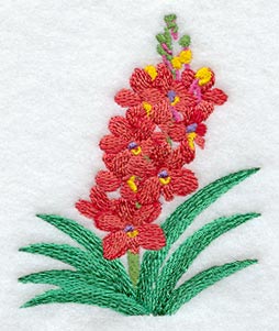 Ascocentrum Curvifolium Orchid