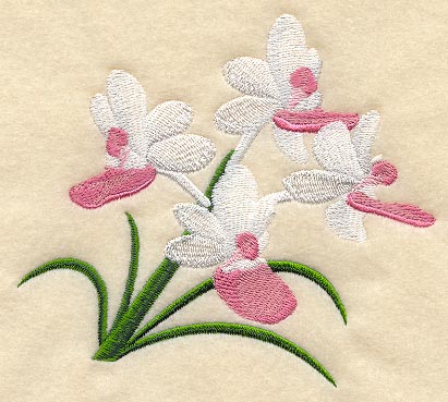 Seidenfadenia Mitrata Orchid