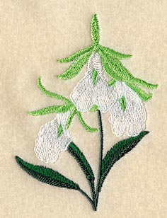 Encyclia Mariae Orchid