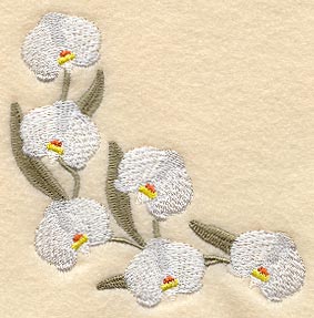 Doritaenopsis Dundee Orchid Curve