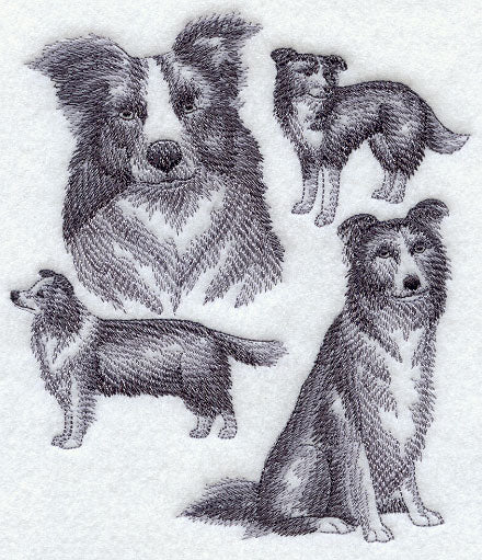 Border Collie Sketch