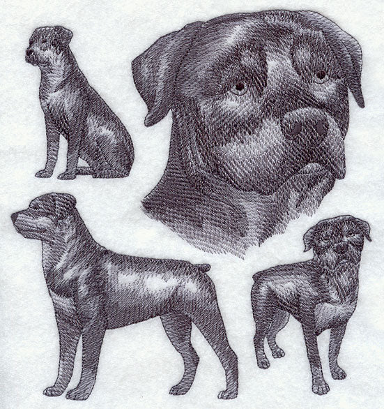 Rottweiler Sketch