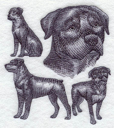 Rottweiler Sketch