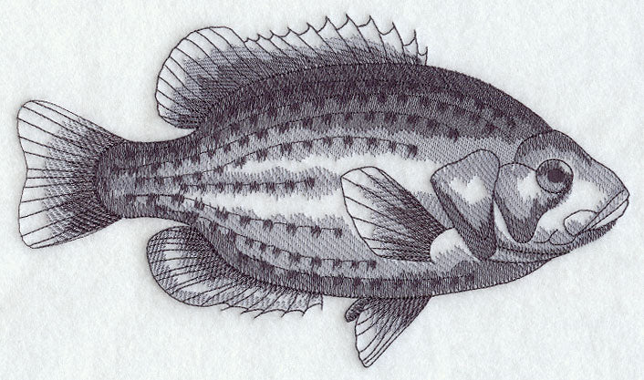 Rock Bass Sketch