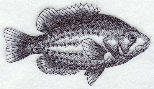 Rock Bass Sketch