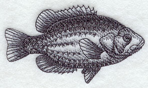 Rock Bass Sketch