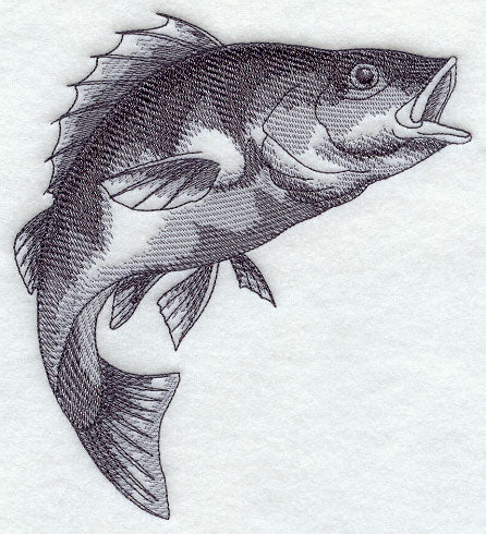 Yellow Perch Sketch