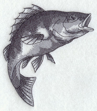 Yellow Perch Sketch