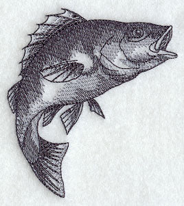 Yellow Perch Sketch