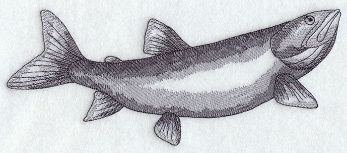 Lake Trout Sketch