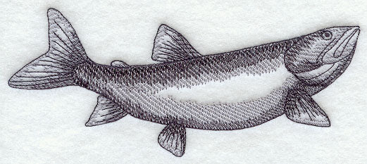 Lake Trout Sketch