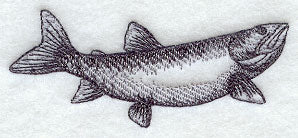 Lake Trout Sketch