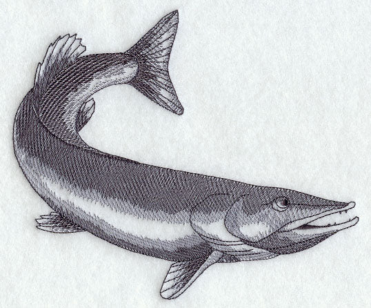 Northern Pike Sketch