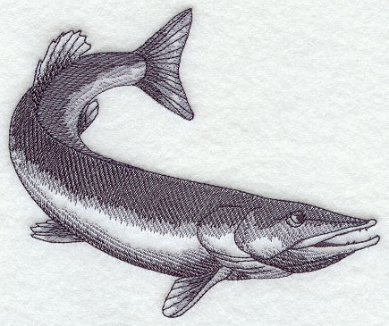 Northern Pike Sketch