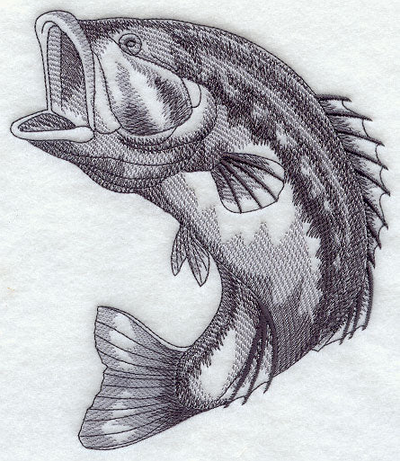 Spotted Bass Sketch