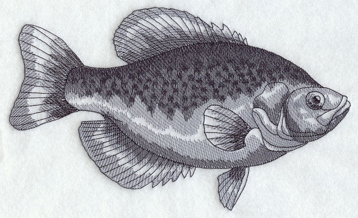 Black Crappie Sketch