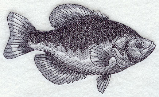 Black Crappie Sketch