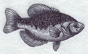Black Crappie Sketch