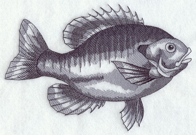 Bluegill Sketch
