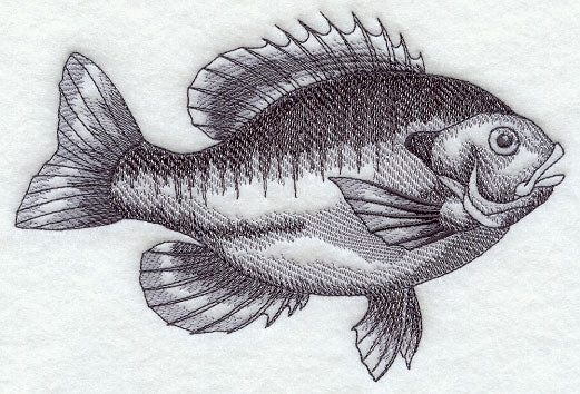 Bluegill Sketch