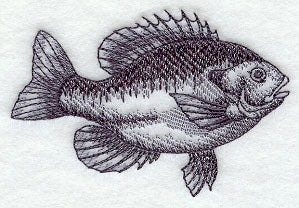 Bluegill Sketch