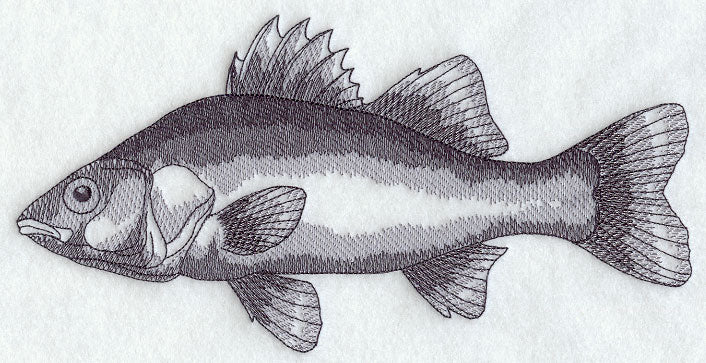 White Perch Sketch