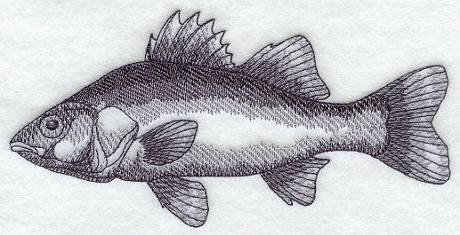 White Perch Sketch