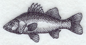 White Perch Sketch