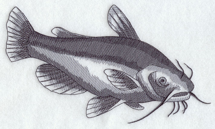 Yellow Bullhead Sketch