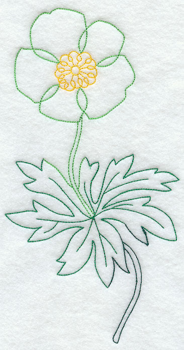 Canada Anemone 1 (Vintage)