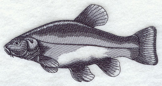 Tench Sketch