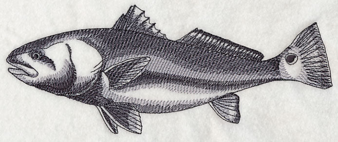 Saltwater Redfish Sketch