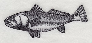 Saltwater Redfish Sketch