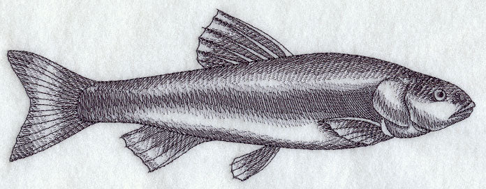 Chub Sketch