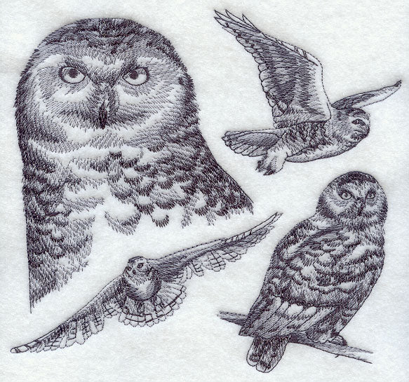Snowy Owl Sketch