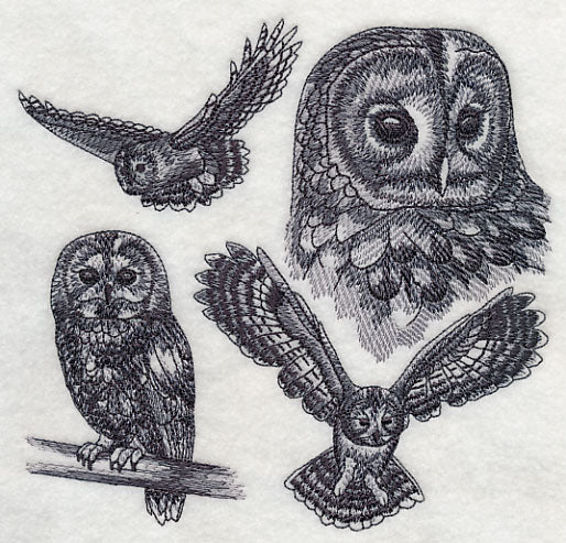 Tawny Owl Sketch