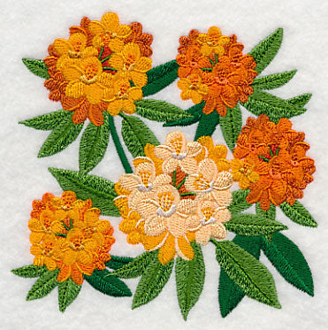 Rhododendron Blossoms